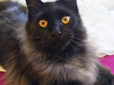 Кошки, котята Мэйн-кун, цена 22950 Грн., Фото