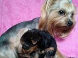 Собаки, щенки Йоркширский терьер, цена 7000 Грн., Фото