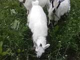 Тваринництво,  Сільгосп тварини Кози, ціна 500 Грн., Фото