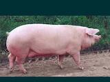 Животноводство,  Сельхоз животные Свиньи, цена 45 Грн., Фото