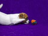 Собаки, щенята Джек Рассел тер'єр, ціна 21000 Грн., Фото