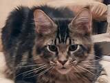 Кошки, котята Мэйн-кун, цена 5000 Грн., Фото