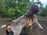 Собаки, щенята Німецька гладкошерста лягава, ціна 8000 Грн., Фото