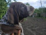 Собаки, щенята Німецька гладкошерста лягава, ціна 8000 Грн., Фото