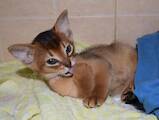 Кошки, котята Абиссинская, цена 15000 Грн., Фото