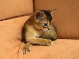 Кішки, кошенята Абіссінська, ціна 15000 Грн., Фото