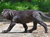 Собаки, щенята Мастіно неаполетано, ціна 25000 Грн., Фото