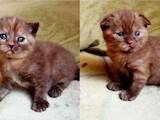 Кішки, кошенята Британська короткошерста, ціна 2600 Грн., Фото