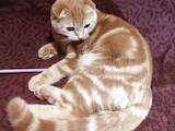 Кошки, котята Британская короткошерстная, цена 2600 Грн., Фото