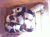 Собаки, щенята Німецька гладкошерста лягава, ціна 2700 Грн., Фото