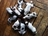 Собаки, щенки Немецкая гладкошерстная легавая, цена 2700 Грн., Фото