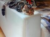 Кішки, кошенята Шотландська короткошерста, ціна 100 Грн., Фото