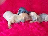 Собаки, щенки Гладкошерстная миниатюрная такса, цена 3900 Грн., Фото