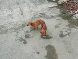 Собаки, щенята Гладкошерста мініатюрна такса, ціна 3900 Грн., Фото