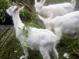 Тваринництво,  Сільгосп тварини Кози, ціна 2200 Грн., Фото