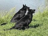 Собаки, щенята Німецька вівчарка, ціна 5500 Грн., Фото