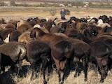 Тваринництво,  Сільгосп тварини Барани, вівці, ціна 4500 Грн., Фото
