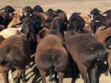 Тваринництво,  Сільгосп тварини Барани, вівці, ціна 4500 Грн., Фото