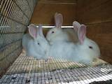 Животноводство Кролиководство, цена 130 Грн., Фото