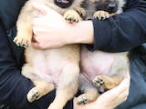 Собаки, щенята Німецька вівчарка, ціна 800 Грн., Фото