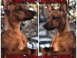 Собаки, щенята Карликовий пінчер, ціна 7000 Грн., Фото