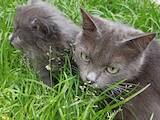 Кішки, кошенята Невідома порода, ціна 200 Грн., Фото