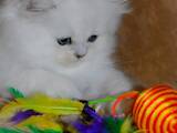 Кошки, котята Британская длинношёрстная, цена 7000 Грн., Фото