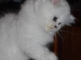 Кішки, кошенята Британська довгошерста, ціна 7000 Грн., Фото