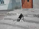 Собаки, щенки Русско-Европейская лайка, цена 900 Грн., Фото