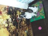 Собаки, щенята Бостонтерьер, ціна 3000 Грн., Фото