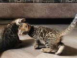 Кошки, котята Бенгальская, цена 6000 Грн., Фото