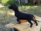 Собаки, щенята Німецька гладкошерста лягава, ціна 4500 Грн., Фото