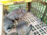 Грызуны Кролики, цена 350 Грн., Фото