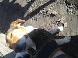 Собаки, щенята Гладкошерста фокстер'єр, ціна 1000 Грн., Фото