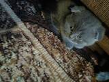 Кошки, котята Шотландская короткошерстная, цена 1500 Грн., Фото