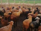 Животноводство,  Сельхоз животные Бараны, овцы, цена 10 Грн., Фото