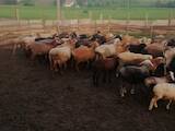 Животноводство,  Сельхоз животные Бараны, овцы, цена 10 Грн., Фото