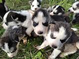 Собаки, щенята Сибірський хаськи, ціна 2500 Грн., Фото