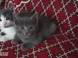 Кошки, котята Русская голубая, цена 300 Грн., Фото