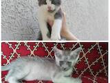 Кошки, котята Русская голубая, цена 300 Грн., Фото