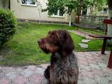 Собаки, щенки Немецкая жесткошерстная легавая, цена 5200 Грн., Фото
