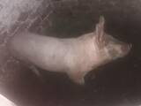 Тваринництво,  Сільгосп тварини Свині, ціна 2500 Грн., Фото
