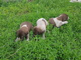 Собаки, щенята Німецька гладкошерста лягава, ціна 1300 Грн., Фото
