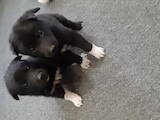 Собаки, щенята Російсько-Європейська лайка, ціна 4500 Грн., Фото