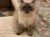 Кішки, кошенята Бірманська, ціна 7500 Грн., Фото