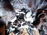 Собаки, щенки Немецкая гладкошерстная легавая, цена 5000 Грн., Фото