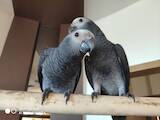 Попугаи и птицы Попугаи, цена 26850 Грн., Фото