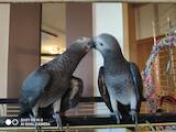 Папуги й птахи Папуги, ціна 26850 Грн., Фото