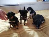 Собаки, щенки Русский гладкошерстный тойтерьер, цена 1500 Грн., Фото