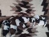 Собаки, щенята Німецька жорсткошерста лягава, ціна 500 Грн., Фото